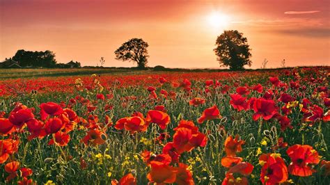 For those who are not currently members of the 99% Organisation, this week’s letter to members takes a look at what else we should remember on Remembrance Day – especially in the wake of the re-election of Donald Trump as US President. And it looks at the practical challenges