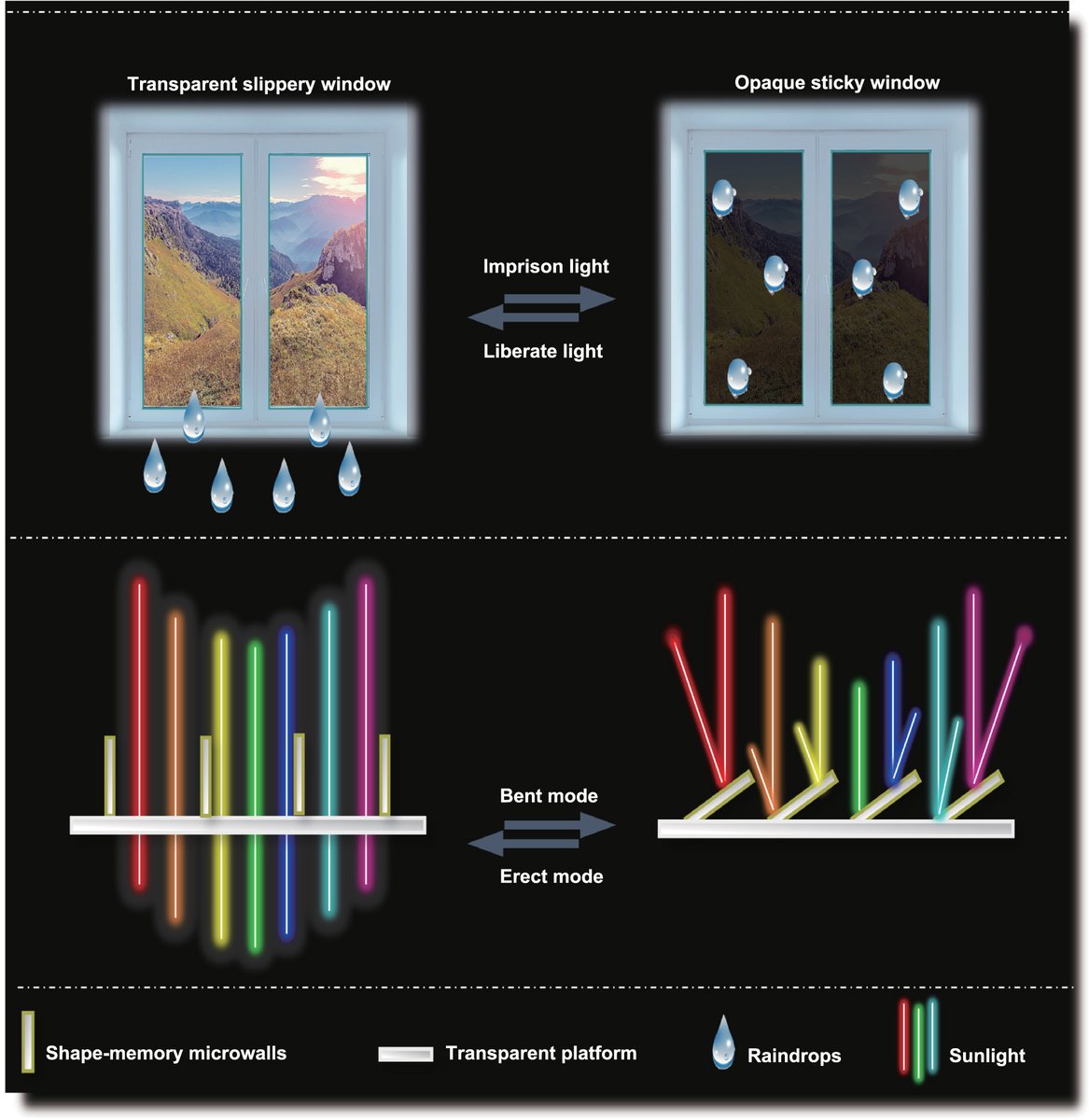 IntJExtremManuf's tweet photo. Multifunctional shape-memory smart window based on #femtosecond-laser-printed photothermal #microwalls

Open Access in #IJEM 👉https://t.co/xjufpgrvv7

#ExtremeManufacturing #laser #photothermal #SlipperySurface #controllable #switchable #transparency #SmartWindows https://t.co/szhDh7nc5T