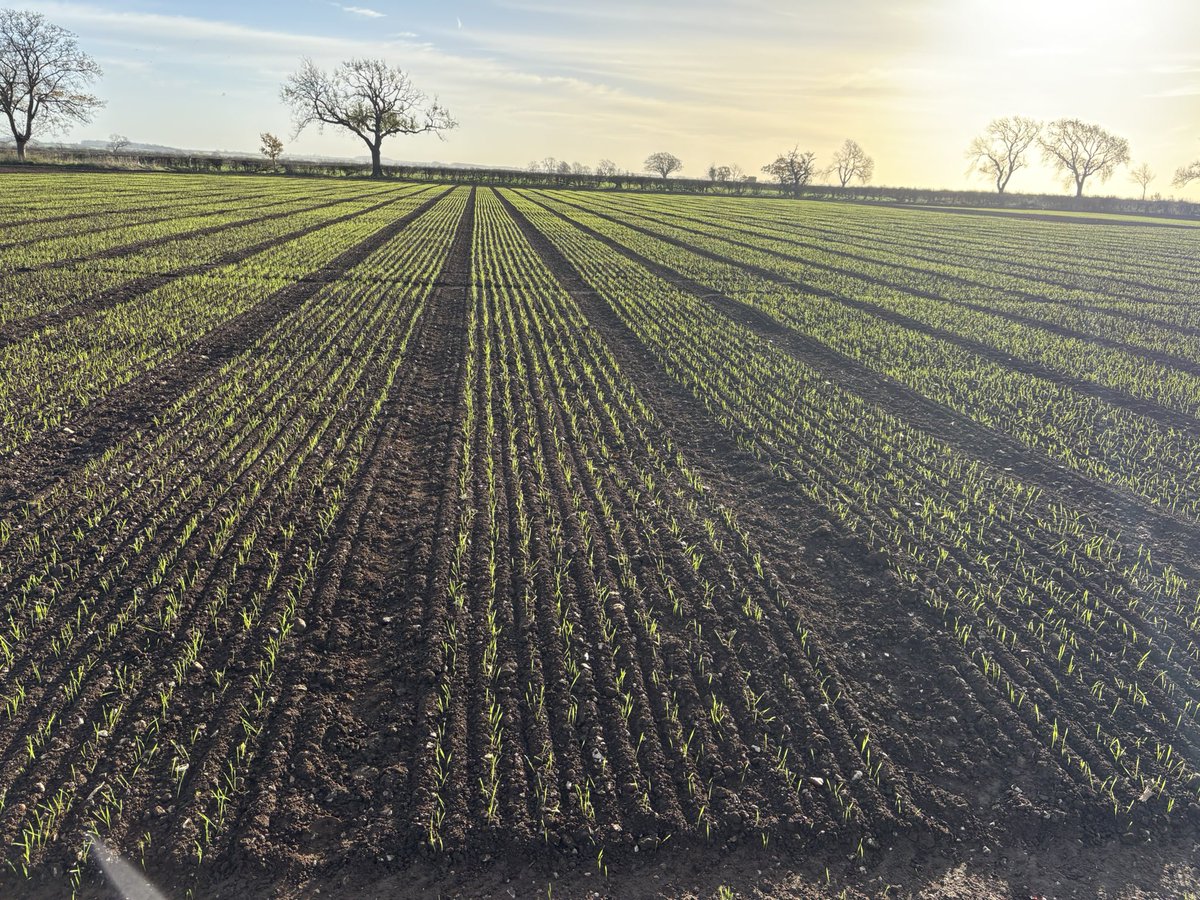 Kurtis Scarboro tweet media