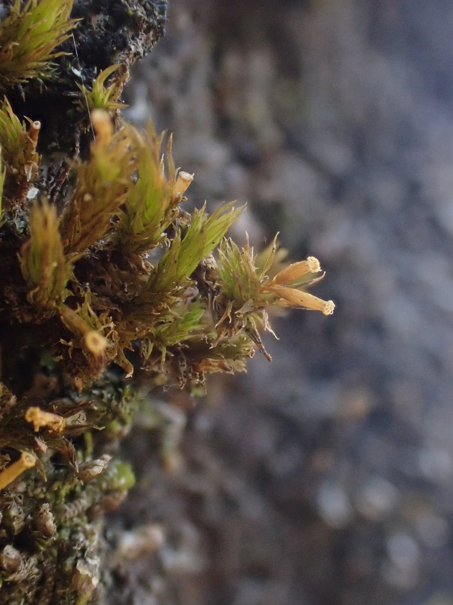 Gus Routledge tweet media