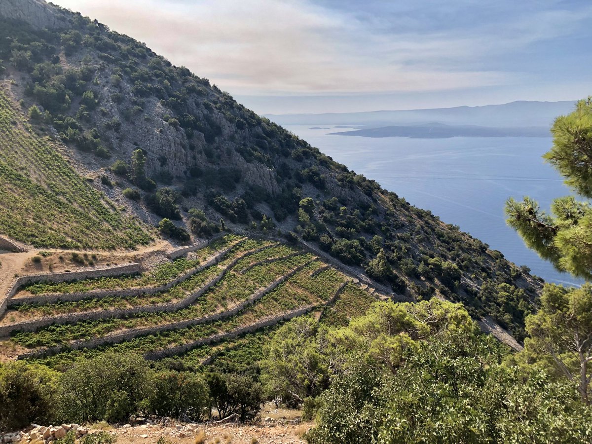 CroatianOslo's tweet image. Katherine “Kit” Pepper left #NewYork, now lives on #Brač island, #Croatia.  Holds  Wine &amp;amp; Spirits Education Trust Diploma, is Certified Wine Educator. Has combined love of wine,  journalism to found Cheers Croatia Magazine, great source of inf. on #Croatian wine

@cls_london