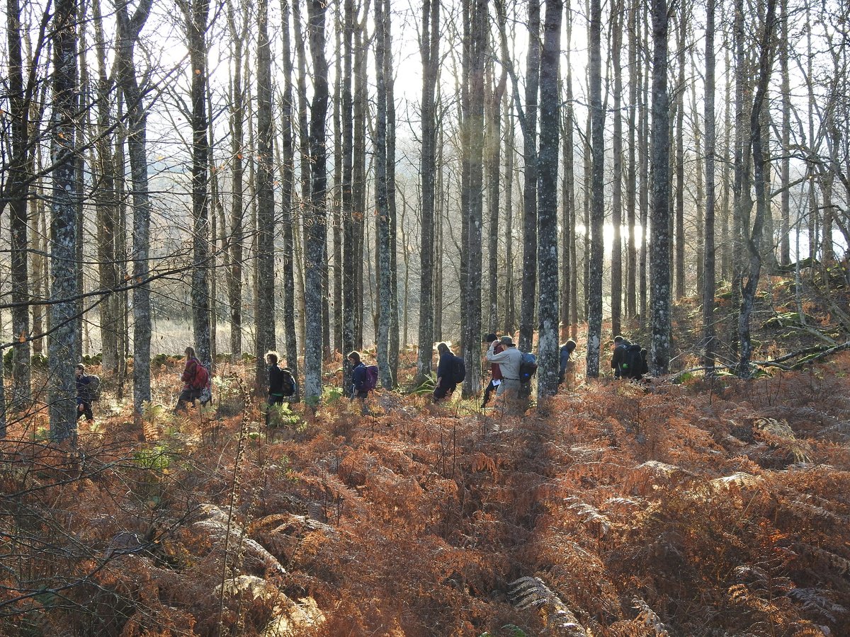Gus Routledge (@pinkfootedgus) on Twitter photo Attended a great wee workshop last week organised by <a href="/PlantlifeScot/">Plantlife Scotland</a> at <a href="/NatureScot/">NatureScot</a> Muir of Dinnet NNR looking at the nationally rare aspen bristle-moss (Nyholmiella gymnostoma), also seeing the endangered Nyholmiella obtusifolia & nationally scarce Lewinskya speciosa. Attended a great wee workshop last week organised by <a href="/PlantlifeScot/">Plantlife Scotland</a> at <a href="/NatureScot/">NatureScot</a> Muir of Dinnet NNR looking at the nationally rare aspen bristle-moss (Nyholmiella gymnostoma), also seeing the endangered Nyholmiella obtusifolia & nationally scarce Lewinskya speciosa.
