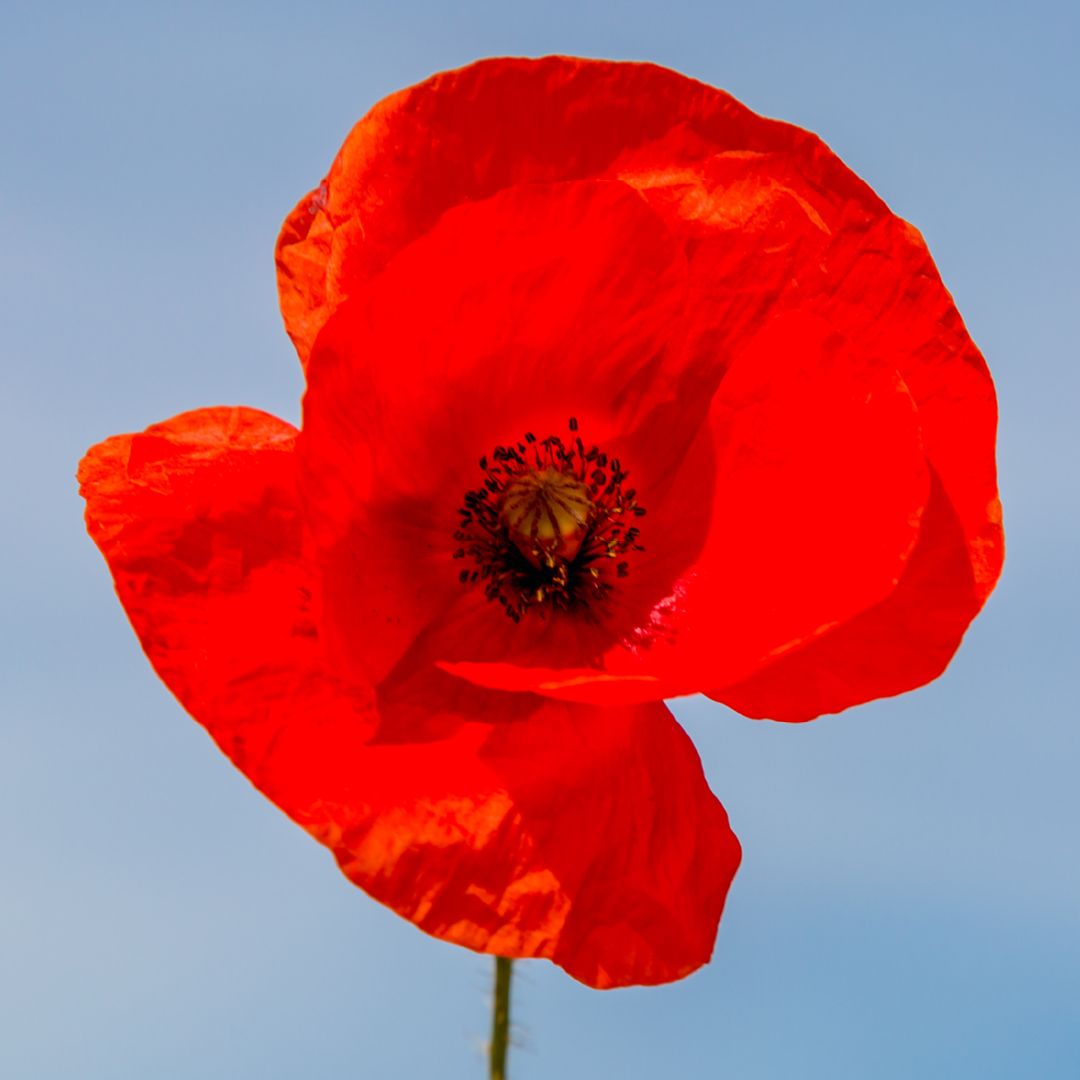 Today, Egan Reid remembers the courageous and brave who have fought for our freedom in conflicts past and present. Lest we forget.