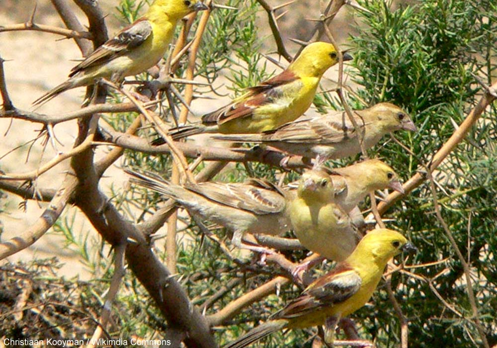 Ornithomedia's tweet photo. Découverte en octobre 2024 de la première colonie de Moineaux dorés (Passer luteus) sur le territoire marocain ➡️ Cliquez sur ce lien pour en savoir plus : https://t.co/O8R2BcpmQD #oiseaux #birds #ornithologie #ornithology @MoroccanBirds @GREPOMBirdlife https://t.co/mxhbDi3dsw
