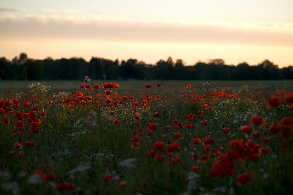 Roseview Windows tweet media