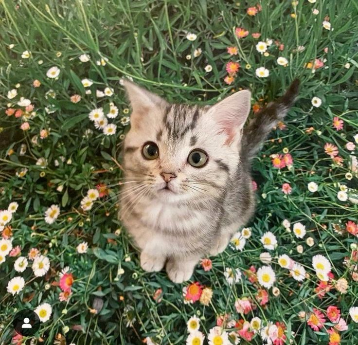 FLOWER RENJUN PC EVERYONE I REPEAT FLOWER RENJUN PC 😭😭😭😭😭😭😭