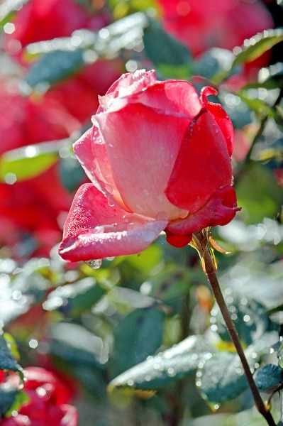 tadashi_imamura's tweet photo. ＃京都府立植物園
「極彩色」
Asahi Pentax SPⅡ
Super Multi Coated Macro Takumar 100mmF4
Kodak Ektar 100 https://t.co/Un29g8YGOd