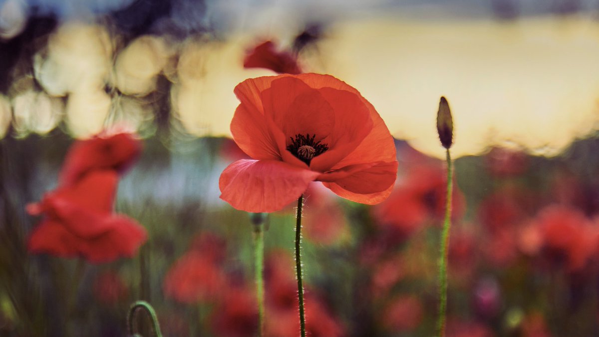 Today we honour those who have fallen.

We will be taking part in the 2 minutes silence at 11am today and will not be able to take any calls during this short period.

#RemembanceDay #RemembranceSunday #lestweforget2024