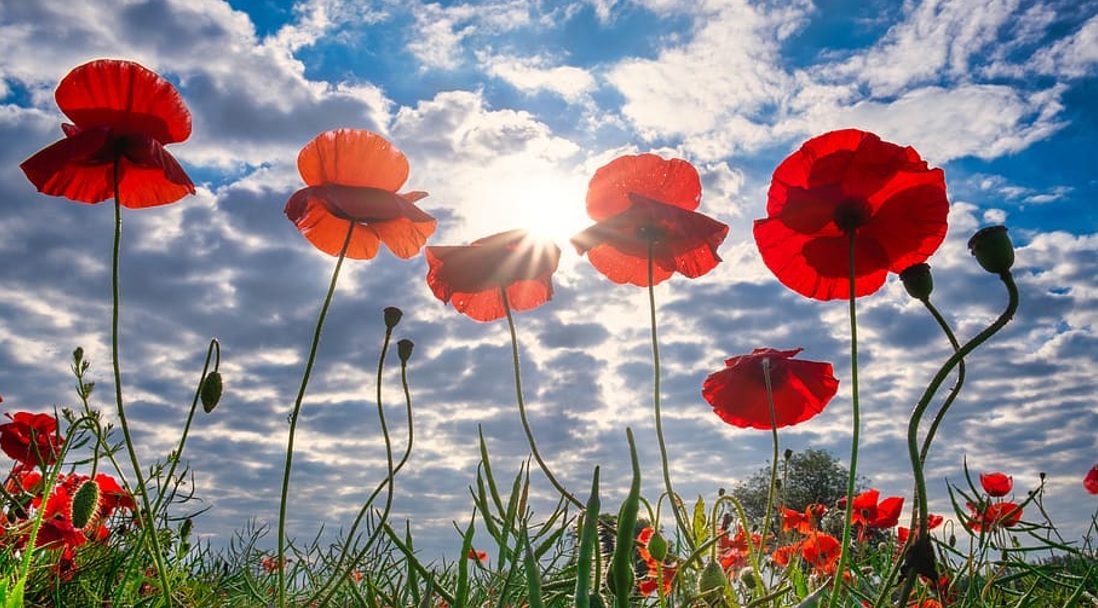 Today we mark #ArmisticeDay and remember all those that sacrificed so much for our freedom. #RemembranceDay