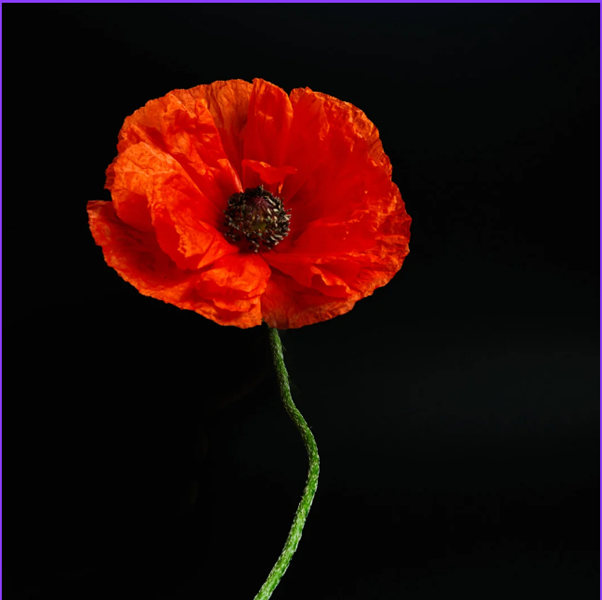 West_Kent's tweet photo. Armistice Day has been observed every year since 1919 with a two-minute silence at 11am on 11 November across the nation.  
 
Staff will observe the two-minute silence today at 11am and take a moment to pause, breathe and reflect. https://t.co/dsCiVxOFmN