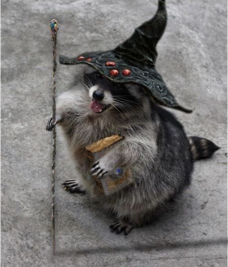 raccoonAuras's tweet photo. 🪄 https://t.co/RCdSHJNf43