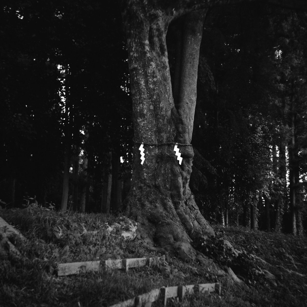 yukihay01339636's tweet photo. 御神木
#foma #fomapan200 #spur #silversalt #developer #voigtländer #perkeo #vaskar https://t.co/diBKX1NEIM