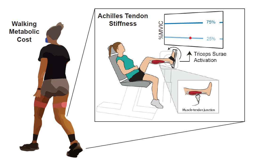 Jason Franz (@franzbiomech) on Twitter photo One of the most exciting culminations of our work in aging and muscle-tendon function out now in <a href="/japplphysiol/">Journal of Applied Physiology</a>: "Reduced Achilles tendon stiffness in aging associates with higher metabolic cost of walking"
doi.org/10.1152/japplpā¦
<a href="/gregory_sawicki/">Gregory S. Sawicki</a> <a href="/aubreygray98/">Aubrey Gray</a> One of the most exciting culminations of our work in aging and muscle-tendon function out now in <a href="/japplphysiol/">Journal of Applied Physiology</a>: "Reduced Achilles tendon stiffness in aging associates with higher metabolic cost of walking"
doi.org/10.1152/japplpā¦
<a href="/gregory_sawicki/">Gregory S. Sawicki</a> <a href="/aubreygray98/">Aubrey Gray</a>
