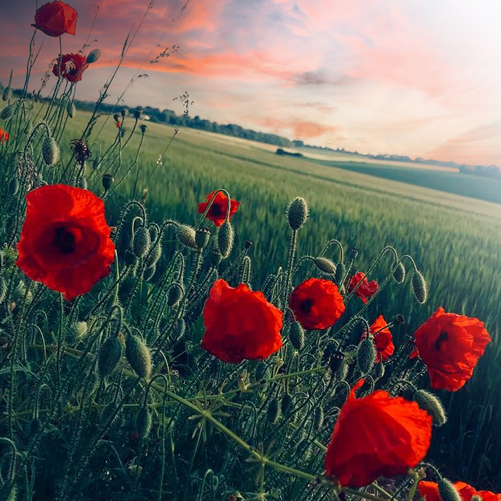 HaynesFord's tweet photo. #TeamHaynes will today be observing the National 2 Minute Silence at 11am for Armistice Day. During this time we shall not be taking calls or answering messages. #lestweforget2024 #HaynesRemembers https://t.co/8lVr5XO5WZ