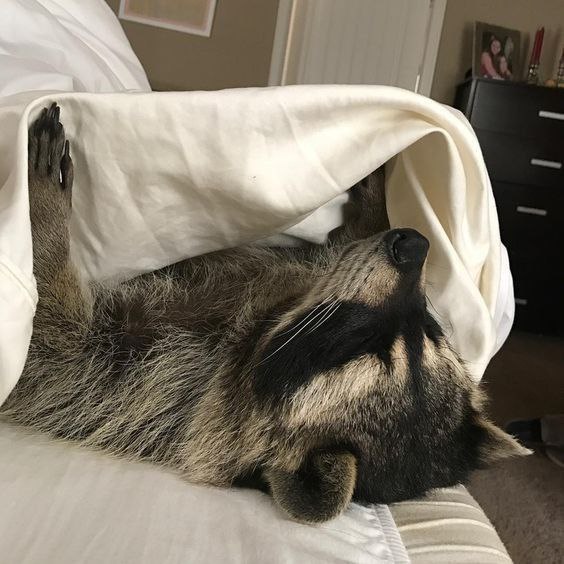 raccoonAuras's tweet photo. https://t.co/vsaDhr0Pno