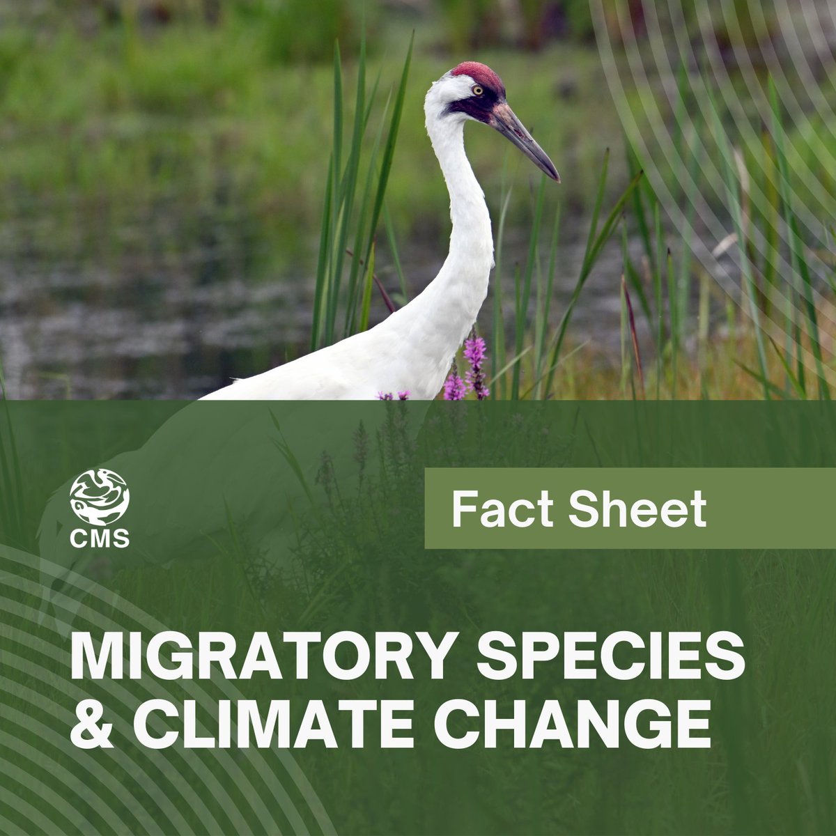 Convention on Migratory Species (CMS) (@bonnconvention) on Twitter photo Today starts <a href="/UNFCCC/">UN Climate Change</a> #COP29 – the largest climate conference.
Climate change is already having major impacts on migratory species & animal migration, affecting habitats, food sources, timing of migrations, and overall survival rates.
Learn more here: cms.int/en/publication… Today starts <a href="/UNFCCC/">UN Climate Change</a> #COP29 – the largest climate conference.
Climate change is already having major impacts on migratory species & animal migration, affecting habitats, food sources, timing of migrations, and overall survival rates.
Learn more here: cms.int/en/publication…