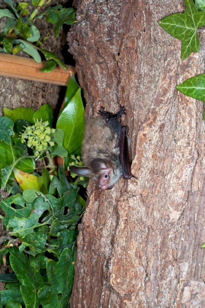 _BCT_'s tweet image. Conservation of our wildlife species does have a cost associated with it in the same way that health and safety has a cost but careful planning from the inception of a project can keep those costs down bats.org.uk/news/2024/11/h…