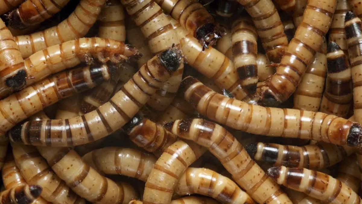ciqususc's tweet photo. #CiQUSscience

🪱 As bacterias que habitan nos "supervemes" 𝘡𝘰𝑝𝘩𝘰𝘣𝘢𝘴 𝘮𝘰𝘳𝘪𝘰 poden alimentarse só a base de poliestireno ou polipropileno. As súas enzimas son capaces de rachar os enlaces das moléculas dende as extremidades ata chegar ao centro.

♻️ O último traballo de @LazzariUSC in @HAZMAT_journal explora a singular estratexia de empregar bacterias para degradar determinados plásticos.

#FondosEuropeos #CienciaCIGUS