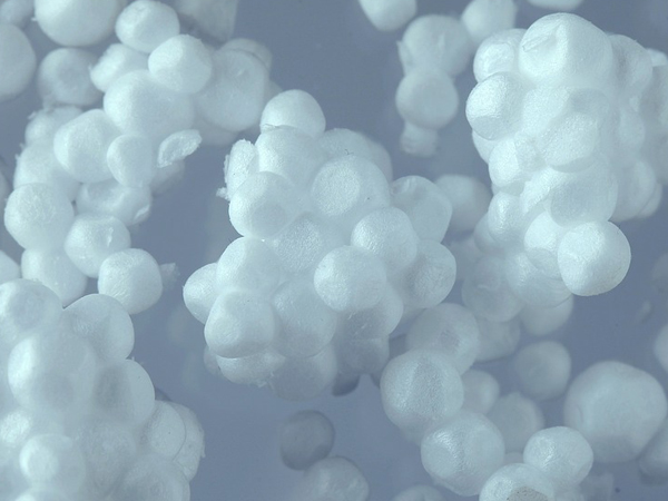 ciqususc's tweet photo. #CiQUSscience

🪱 As bacterias que habitan nos "supervemes" 𝘡𝘰𝑝𝘩𝘰𝘣𝘢𝘴 𝘮𝘰𝘳𝘪𝘰 poden alimentarse só a base de poliestireno ou polipropileno. As súas enzimas son capaces de rachar os enlaces das moléculas dende as extremidades ata chegar ao centro.

♻️ O último traballo de @LazzariUSC in @HAZMAT_journal explora a singular estratexia de empregar bacterias para degradar determinados plásticos.

#FondosEuropeos #CienciaCIGUS