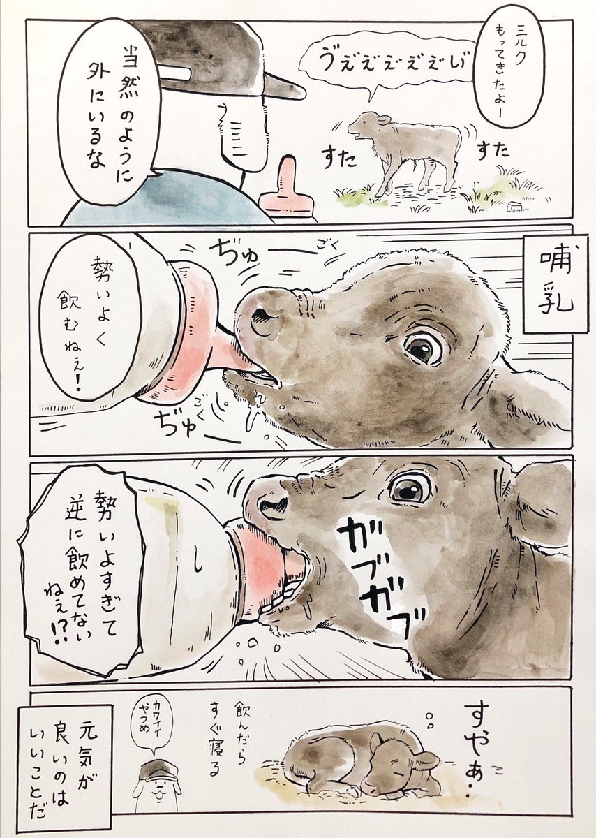 (再掲)元気な子牛 