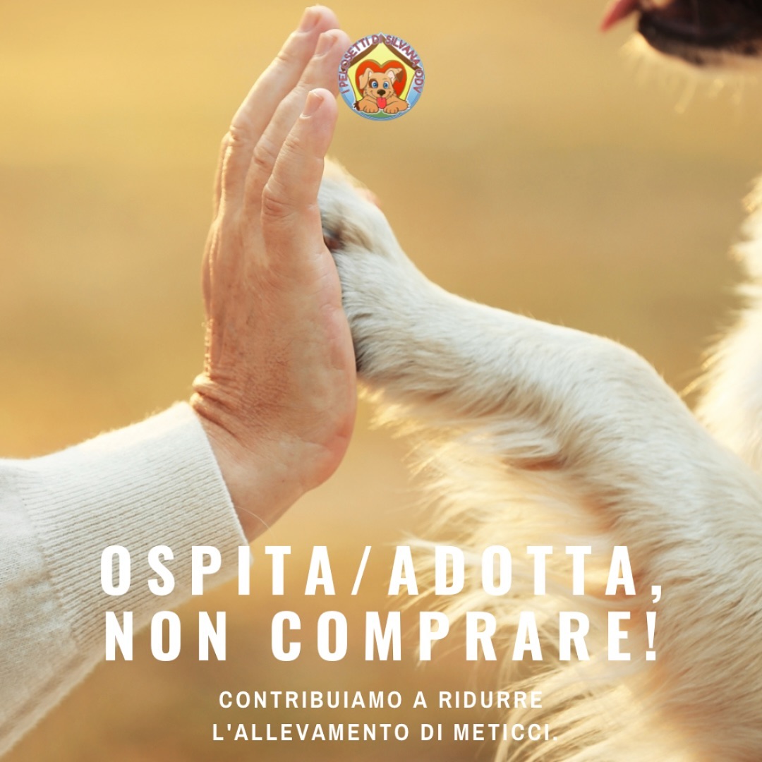 Pelosetti_'s tweet photo. OSPITA/ADOTTA, NON COMPRARE! 😍
Contribuiamo a ridurre l’allevamento di meticci.
I Pelosetti di Silvana Odv
CHIARA +393468760522
#offristallo #adottauncane #adozioneugualeamore
#adottaunmeticcio #adottanoncomprare #salvauncane #ospitauncaneperunperiodo #ospitauncanebisognoso https://t.co/vSC5n3MB9w