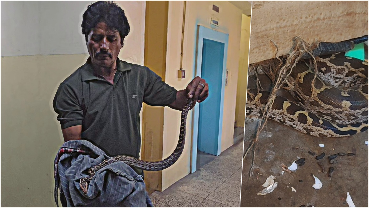ETVBharatRJ's tweet image. Indian Rock Python : थर्मल के चीफ इंजीनियर ऑफिस के पहले तल पर पहुंचा अजगर 
etvbharat.com/hi/!videos/kot… 
#IndianRockPython #KotaThermalPower #FirstFloor