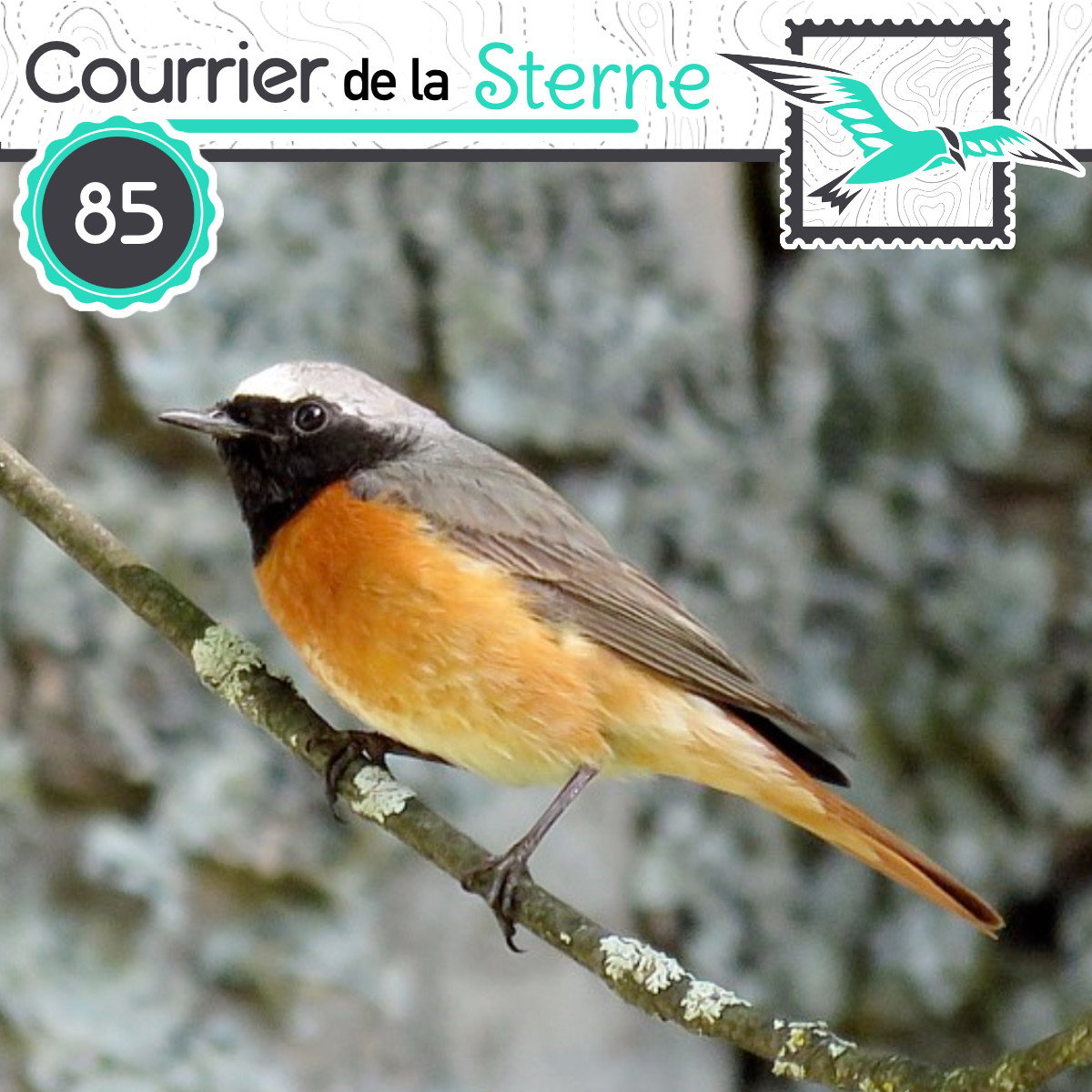 Le Courrier de la Sterne (@podcdls) on Twitter photo C'est parti en ce jour férié pour une autre séquence rattrapage du Courrier de la Sterne !! L'Épisode 85 est disponible désormais en podcast et on y parlait de Coucou, de Rougequeue et de...Golf... 🪶⛳
N'hésitez pas à partager l'émission !! 🦉
cdls.lepodcast.fr/cdls-numero-85… C'est parti en ce jour férié pour une autre séquence rattrapage du Courrier de la Sterne !! L'Épisode 85 est disponible désormais en podcast et on y parlait de Coucou, de Rougequeue et de...Golf... 🪶⛳
N'hésitez pas à partager l'émission !! 🦉
cdls.lepodcast.fr/cdls-numero-85…