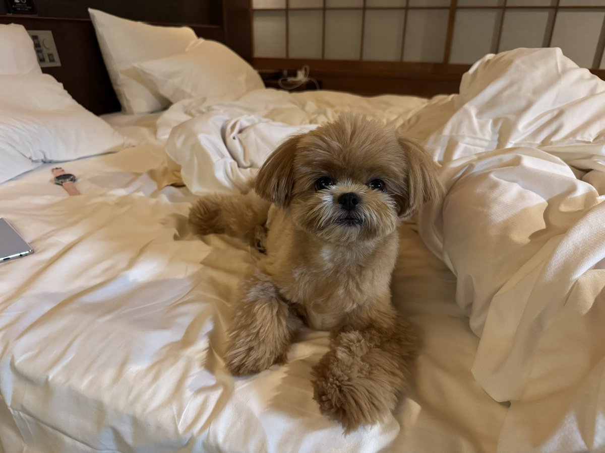 dannanoblog's tweet photo. とあるところにお泊まり🐶✨ https://t.co/MYyP2Nao0Z