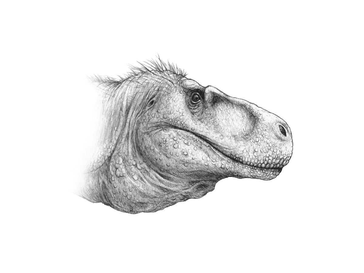In honour of 200 years of #dinosaurs, <a href="/DragonsofWales/">DragonsofWales 🇪🇺🏴󠁧󠁢󠁷󠁬󠁳󠁿</a> shows what it takes to reimagine these animals in the 21st Century!

Read more at ow.ly/K20O50U48iI, and visit the new #exhibition celebrating the naming of the first #dinosaur!

@aceagrams <a href="/morethanadodo/">Oxford University Museum of Natural History</a> #LapworthRocks