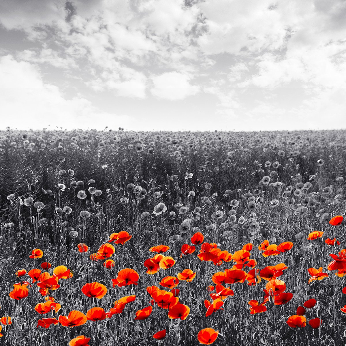 We will remember them.

#Lestweforget #RemembranceDay