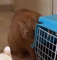 Claudio Todeschini tweet media