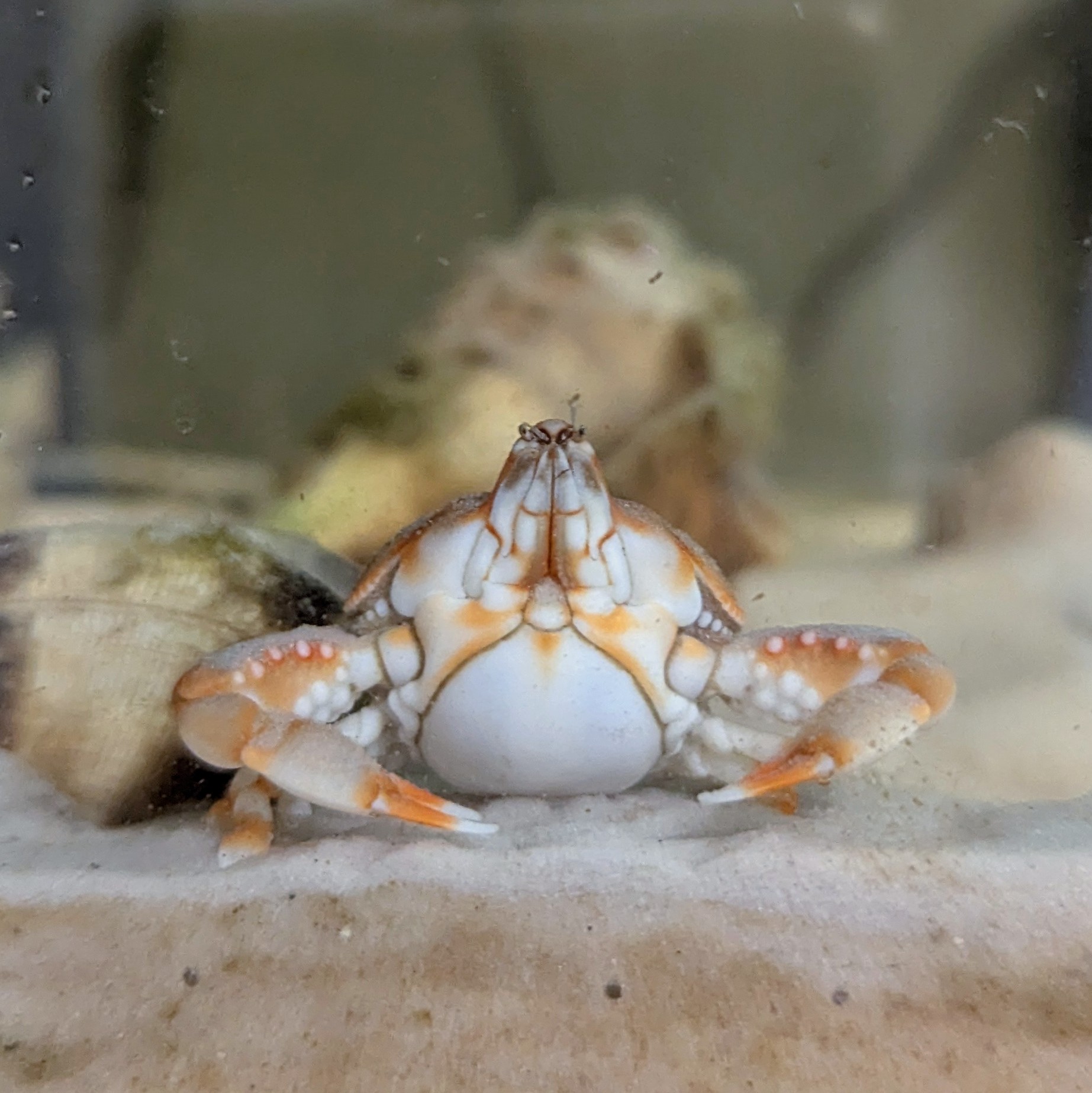 フィリピン産 ツノナガコブシガニ 蟹 カニ 標本 剥製 フィリピン産 ツノナガコブシガニ 蟹 カニ 標本 剥製 昆虫標本②