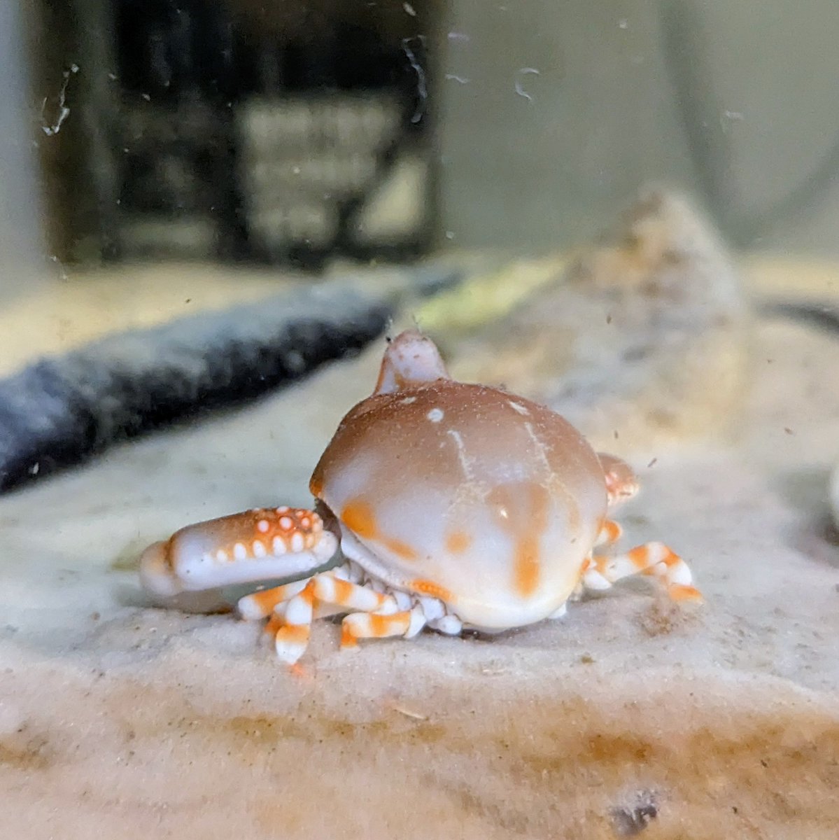 フィリピン産 ツノナガコブシガニ 標本 剥製 フィリピン産 ツノナガコブシガニ 標本 剥製 - メルカリ