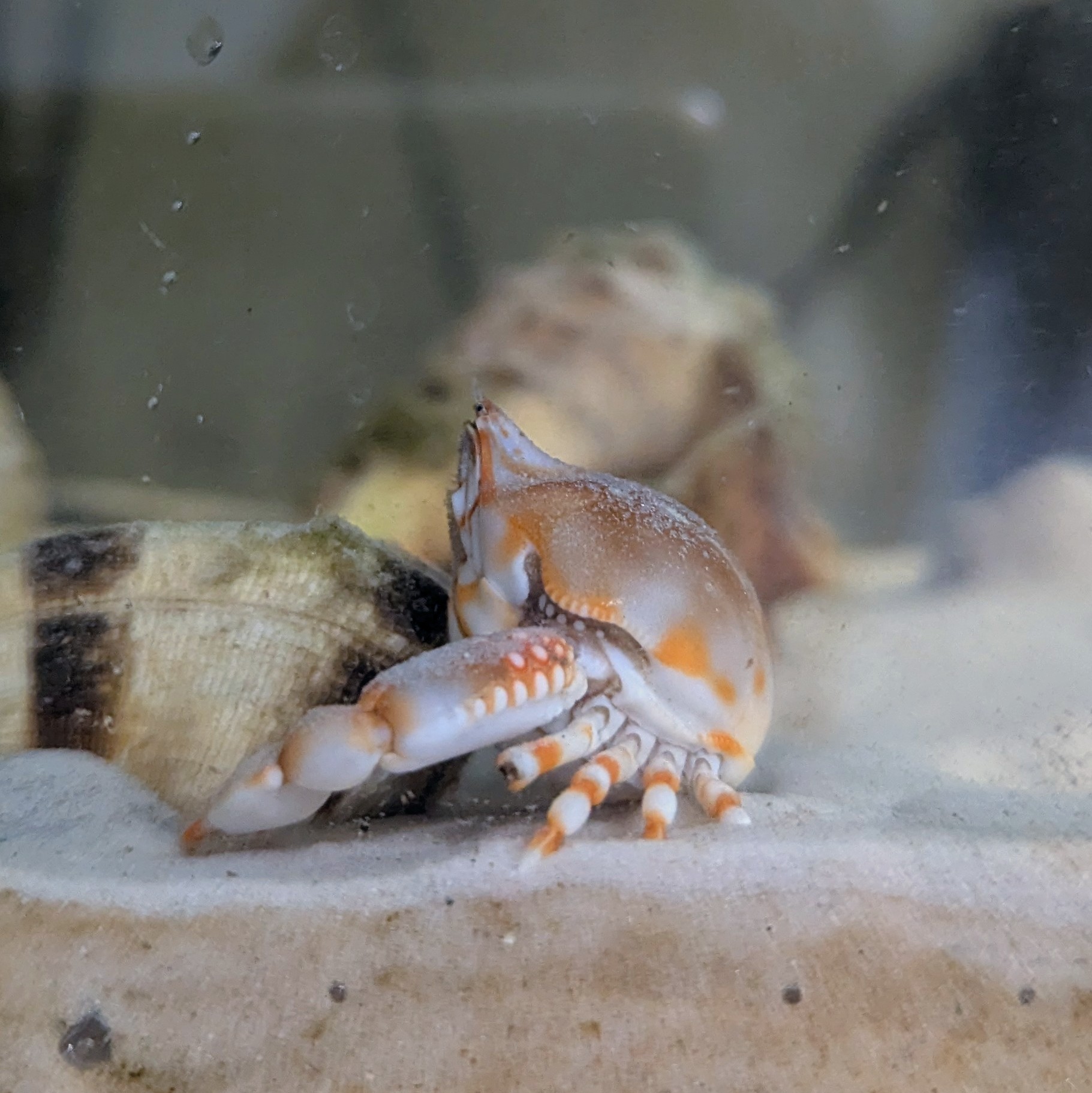 フィリピン産 ツノナガコブシガニ 標本 剥製 フィリピン産 ツノナガコブシガニ 標本 剥製 - メルカリ