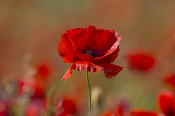 AccutronicsLtd's tweet photo. We remember and honour those who have sacrificed themselves to secure and protect our freedom.  We Will Remember Them. https://t.co/GHYUFtR18t