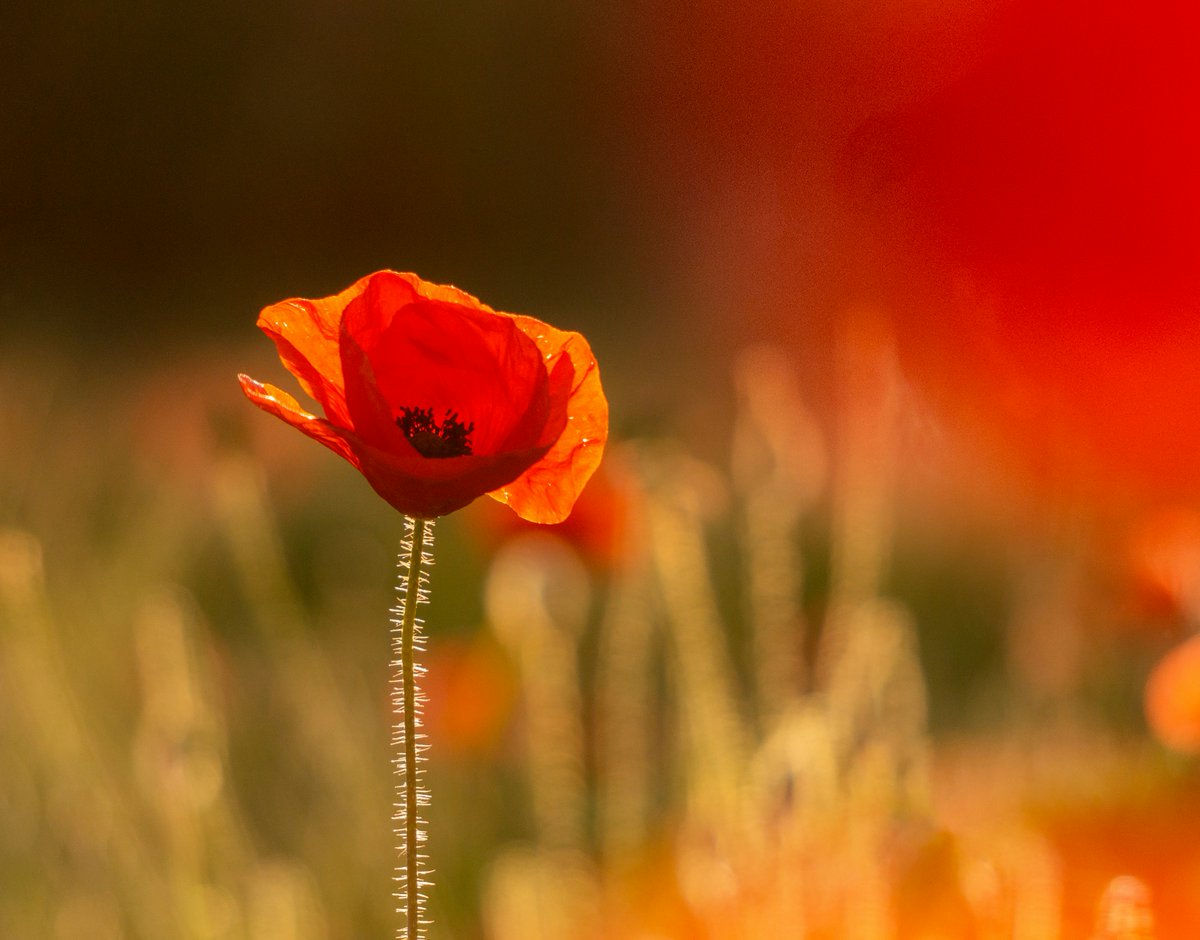 Kay Phelps tweet media