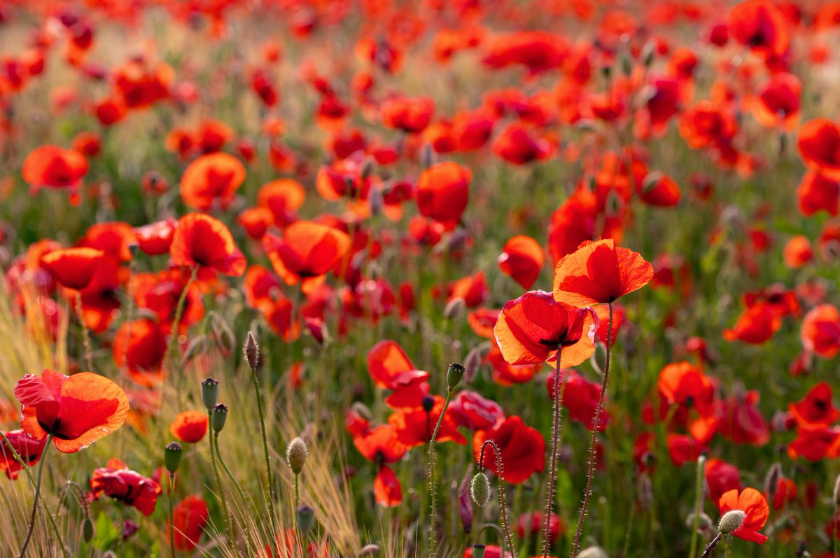 As the nation falls silent on Armistice Day, we will never forget the sacrifice brave service men and women made then so that we can live today. #LestWeForget