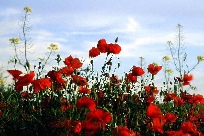 Today, we pause to honour the bravery and sacrifice of those who gave everything for our freedom. Their memory inspires us to cherish peace and unity. Thank you. #LestWeForget #RemembranceDay2024