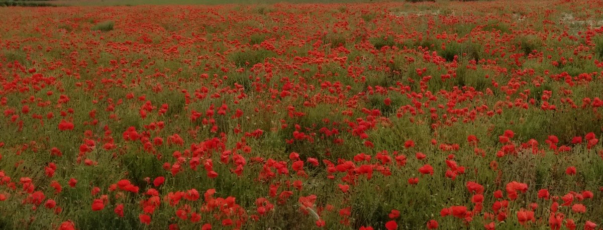 Lyndon Gee tweet media