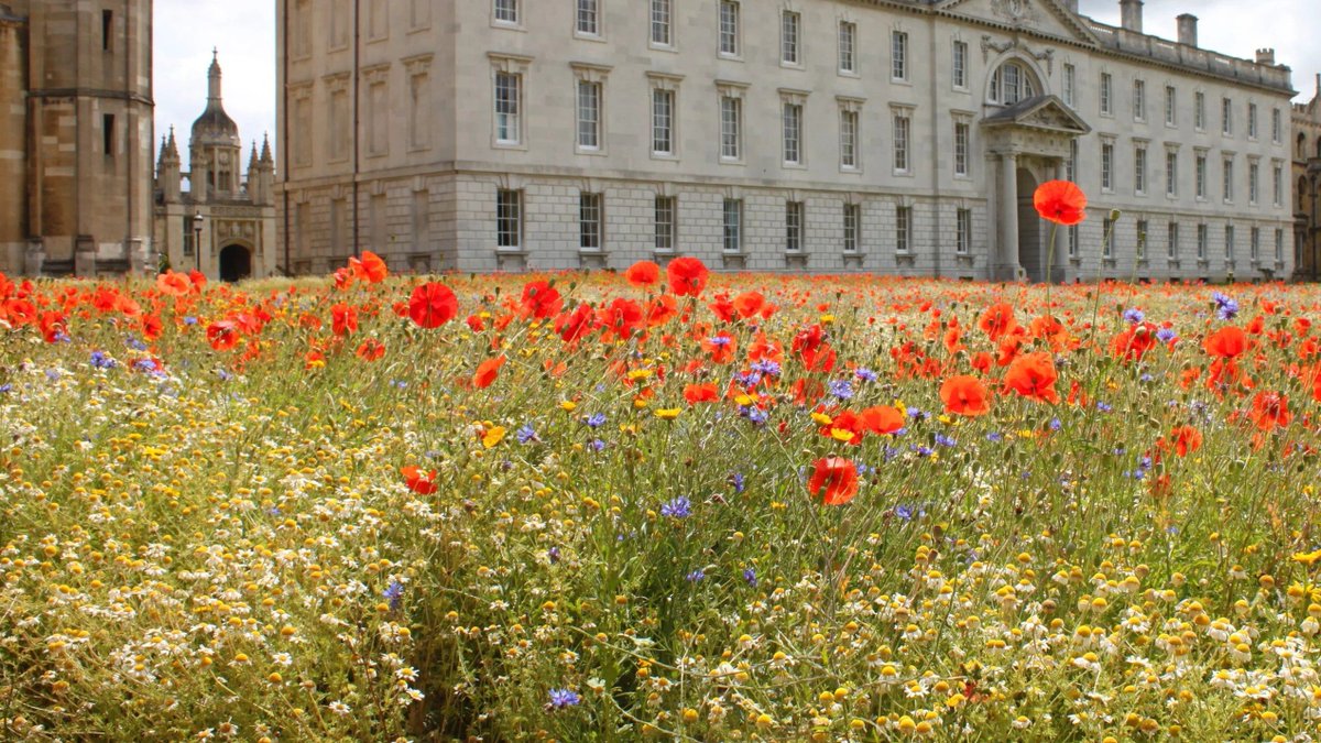 Cambridge_Uni's tweet photo. Today is Armistice Day, marking the end of the fighting of World War I.

At 11AM, we join the nation in a two-minute silence so that we may remember the service and sacrifice of all those who died. https://t.co/jUHSMTnl14
