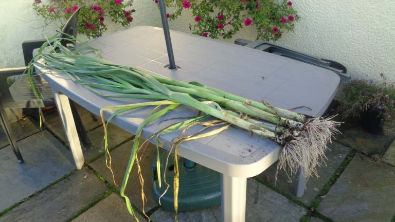 allotmentjohn's tweet photo. This year I've grown Bulgarian Giant Leeks and they're amazing. They're easy, early, high-yielding and taste great. These will certainly be making the cut to grow again next year!
https://t.co/U9uFf0j6OP https://t.co/6S857YWHpk