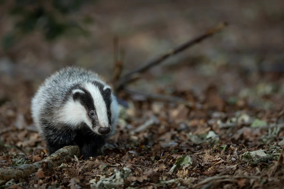 Protect the Wild (@protectthewild_) on Twitter photo We are needlessly killing badgers, with 230,000 culled since 2013. Share if you believe this needs to stop! We are needlessly killing badgers, with 230,000 culled since 2013. Share if you believe this needs to stop!