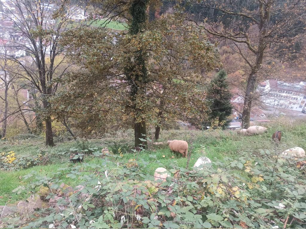 These two pictures are the differences where the landscape restoration is done by using goat and sheep. Before and after picture is time gap of 2 week.