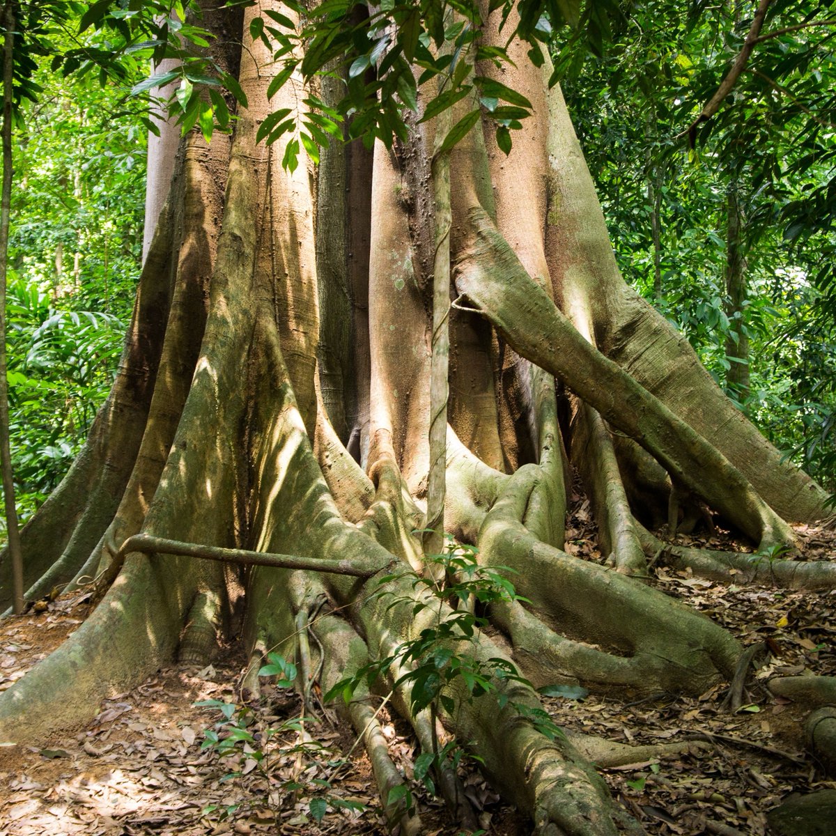 DataiLangkawi's tweet photo. Traverse the serene paths of Journey Through The Forests at The Datai Langkawi. Feel coastal breezes, listen to treetop whispers, and embrace a peaceful retreat to unwind, recharge, and be one with nature.

#TheDataiLangkawi #DiscoverDatai https://t.co/1UBvC12MEa