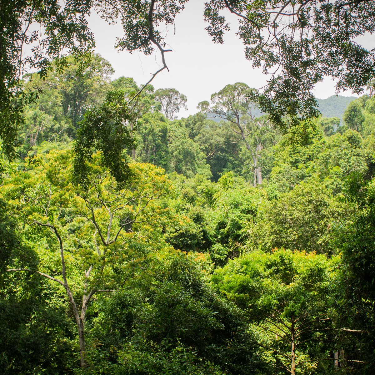 DataiLangkawi's tweet photo. Traverse the serene paths of Journey Through The Forests at The Datai Langkawi. Feel coastal breezes, listen to treetop whispers, and embrace a peaceful retreat to unwind, recharge, and be one with nature.

#TheDataiLangkawi #DiscoverDatai https://t.co/1UBvC12MEa