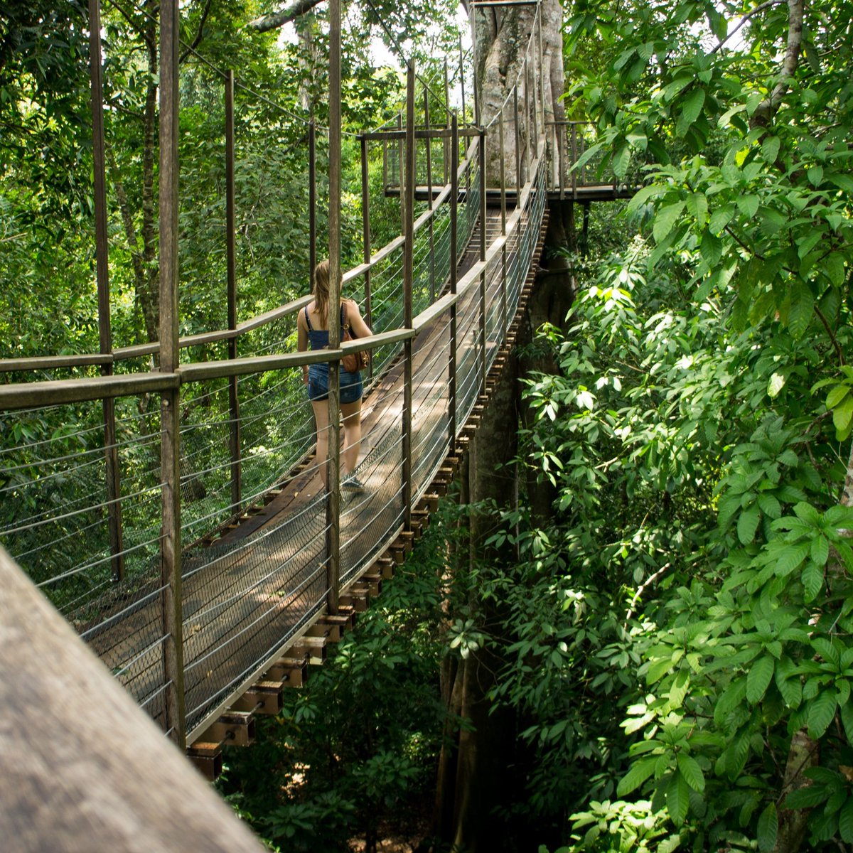 DataiLangkawi's tweet photo. Traverse the serene paths of Journey Through The Forests at The Datai Langkawi. Feel coastal breezes, listen to treetop whispers, and embrace a peaceful retreat to unwind, recharge, and be one with nature.

#TheDataiLangkawi #DiscoverDatai https://t.co/1UBvC12MEa