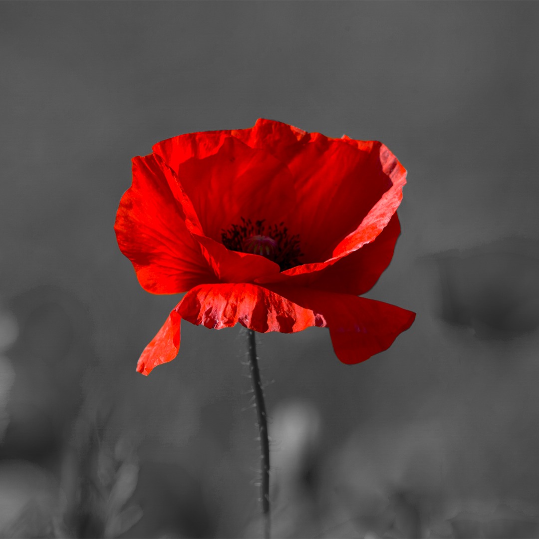 Today, on Armistice Day, we take a moment to remember those who served in conflict and the sacrifices they made. 

Lest we forget.