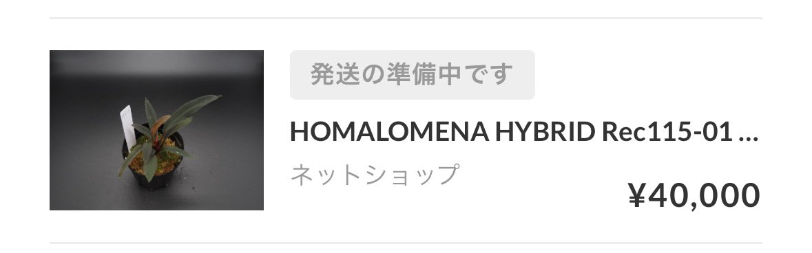 Homalomena Rec115-01 K0320-f2 いや〜、もう説明不要ですねw 最高の