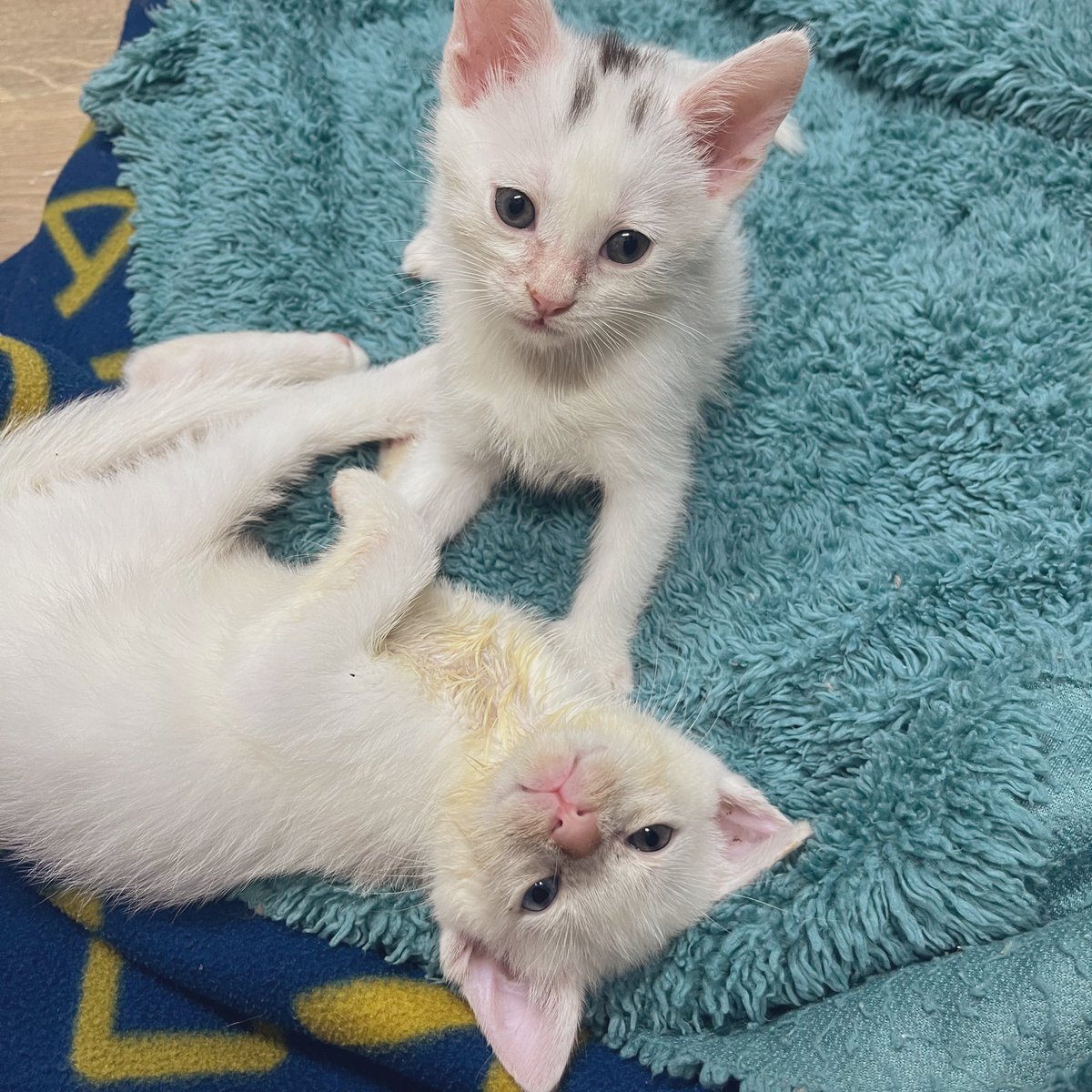 Foster_Fluff's tweet image. Nap or wrestle. It’s a big debate. #Nugget won. #Spud followed suit. #TheyNeedABath #kittens #CatsOfTwitter