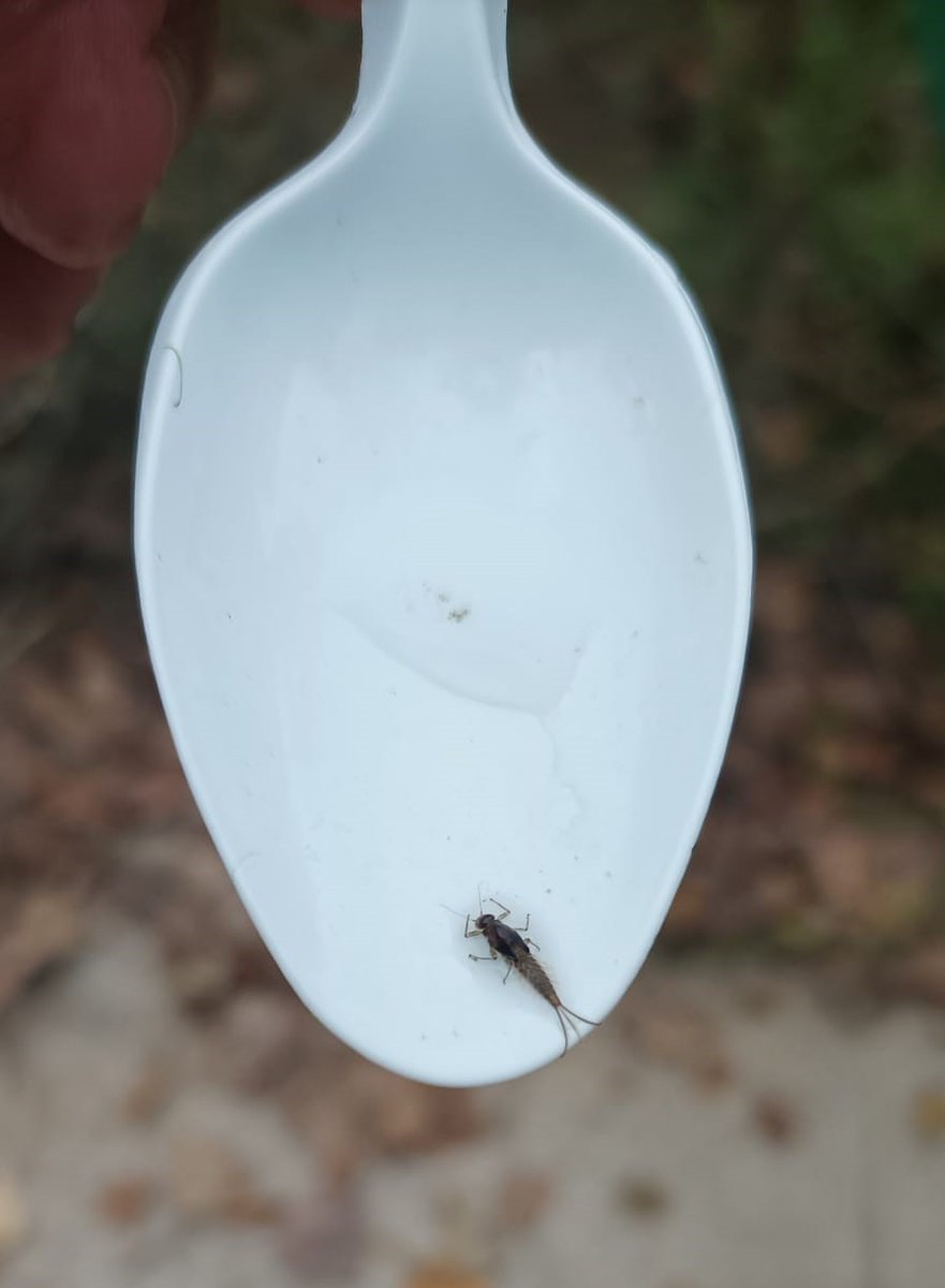 assoc_habitats's tweet image. Una cullera blanca, una glaçonera o una ouera poden ajudar molt a observar els #bitxets més petits. Així ens ho demostra el grup #AraCalders, al la riera de #Calders que passa pel poble.